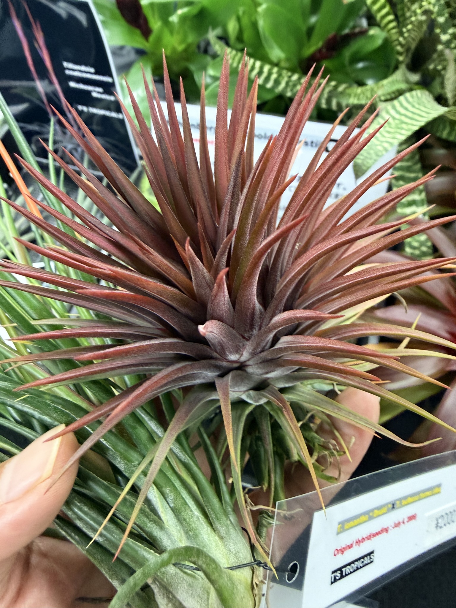 T. ionantha x T. stricta