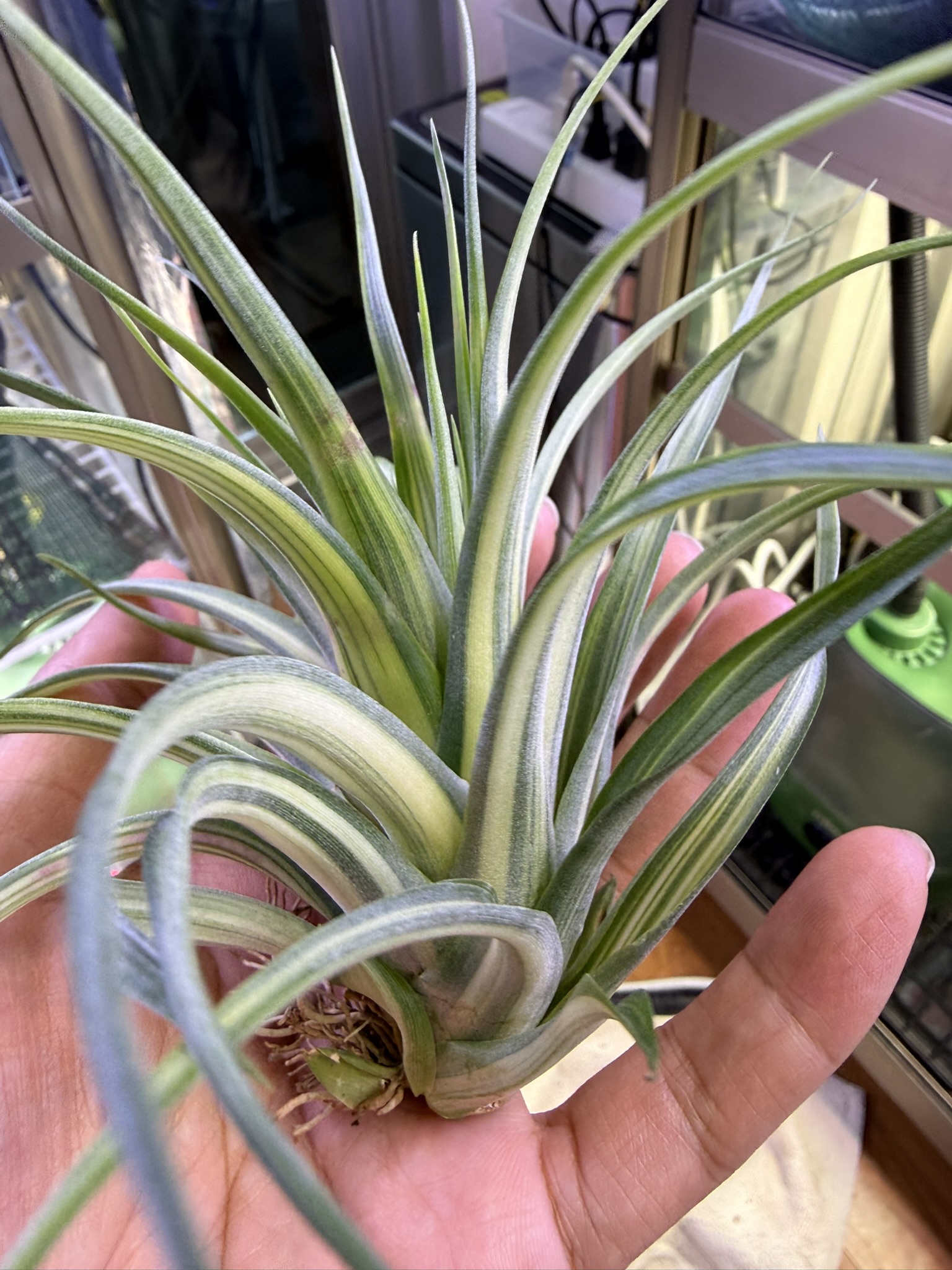 T. brachycaulos Variegated