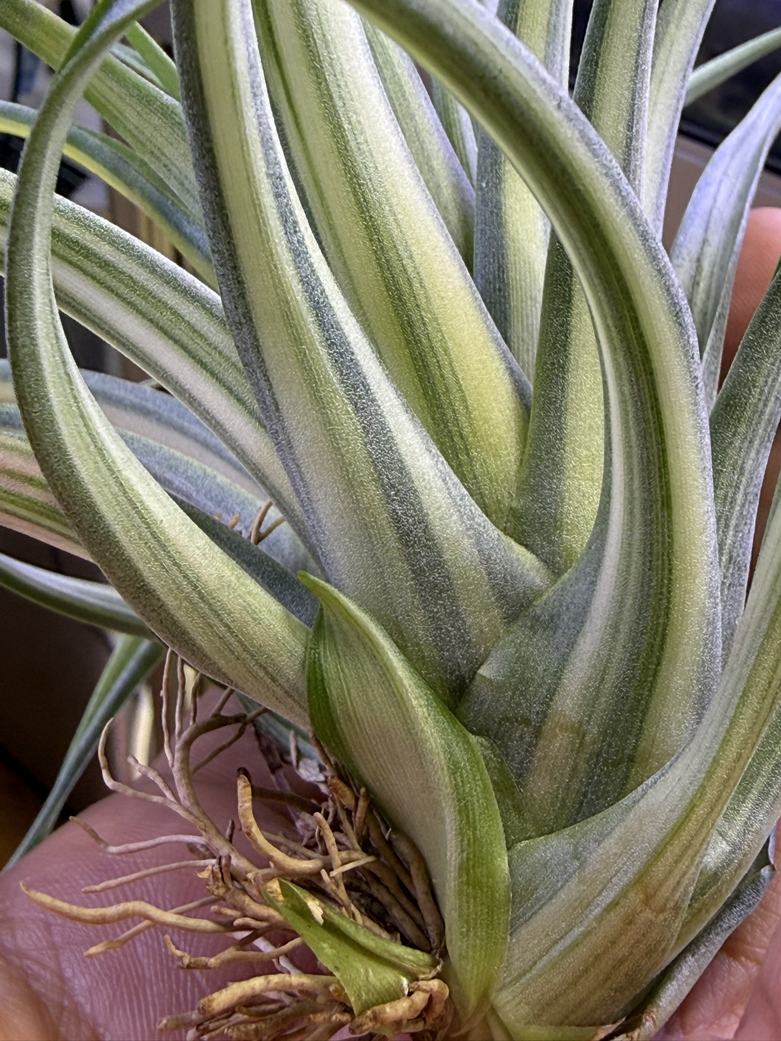 T. brachycaulos Variegated