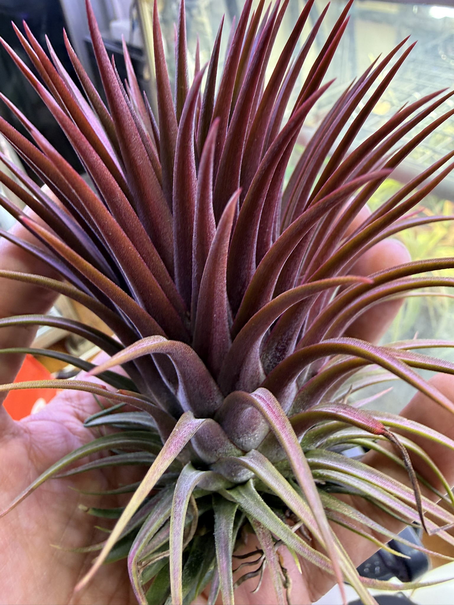 T. ionantha x T. stricta