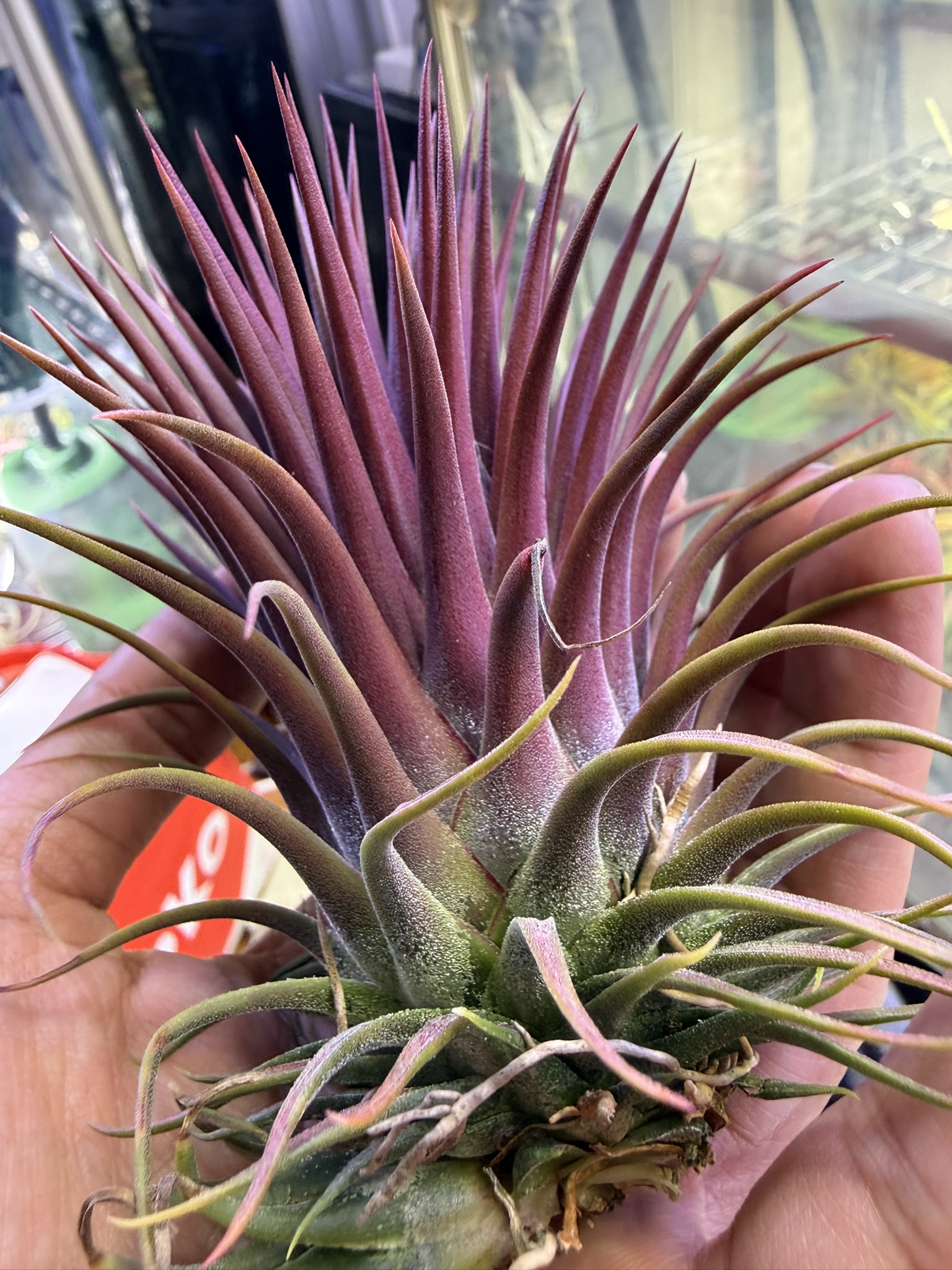 T. ionantha x T. stricta