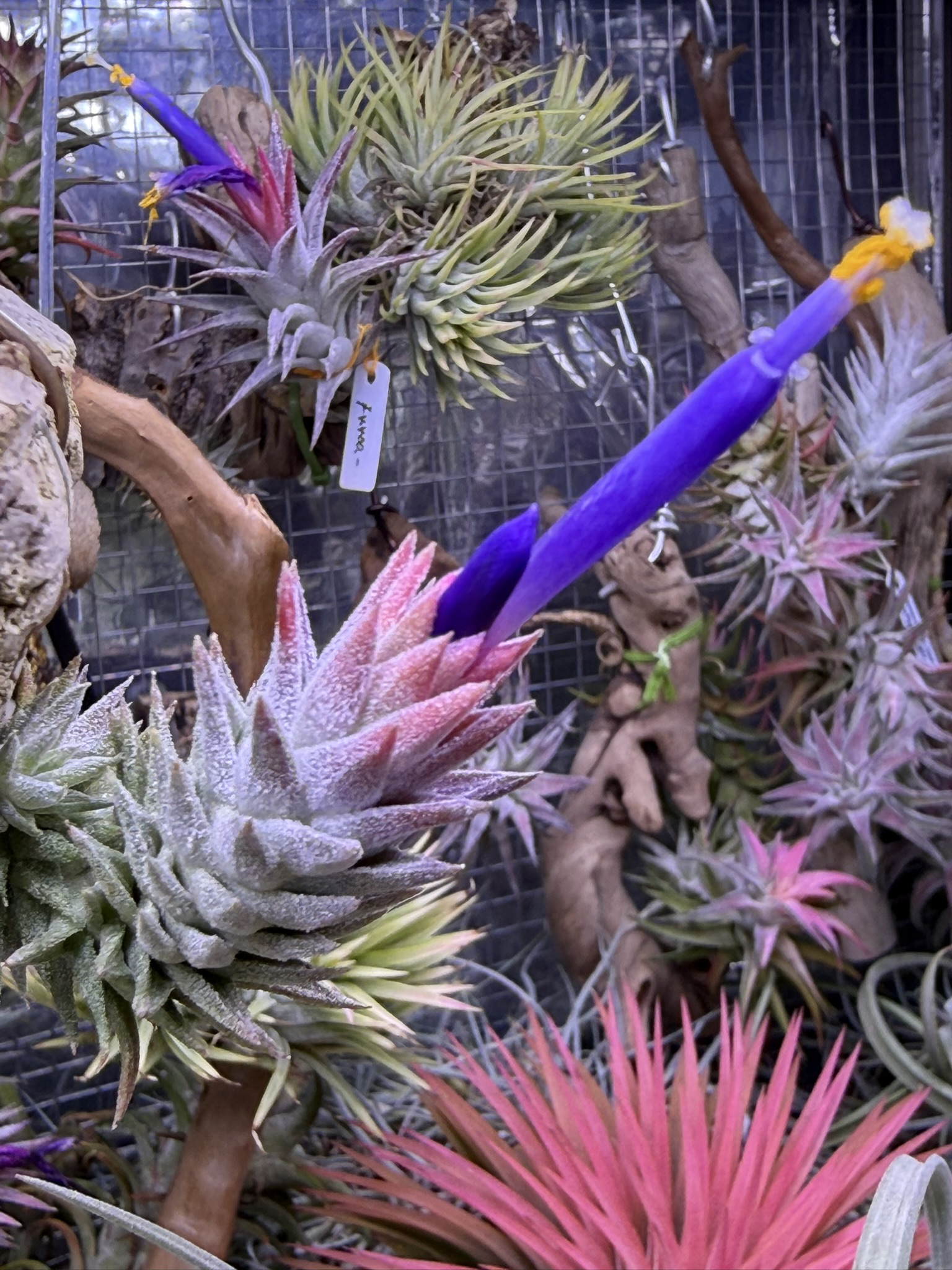 T. van-hyningii minor