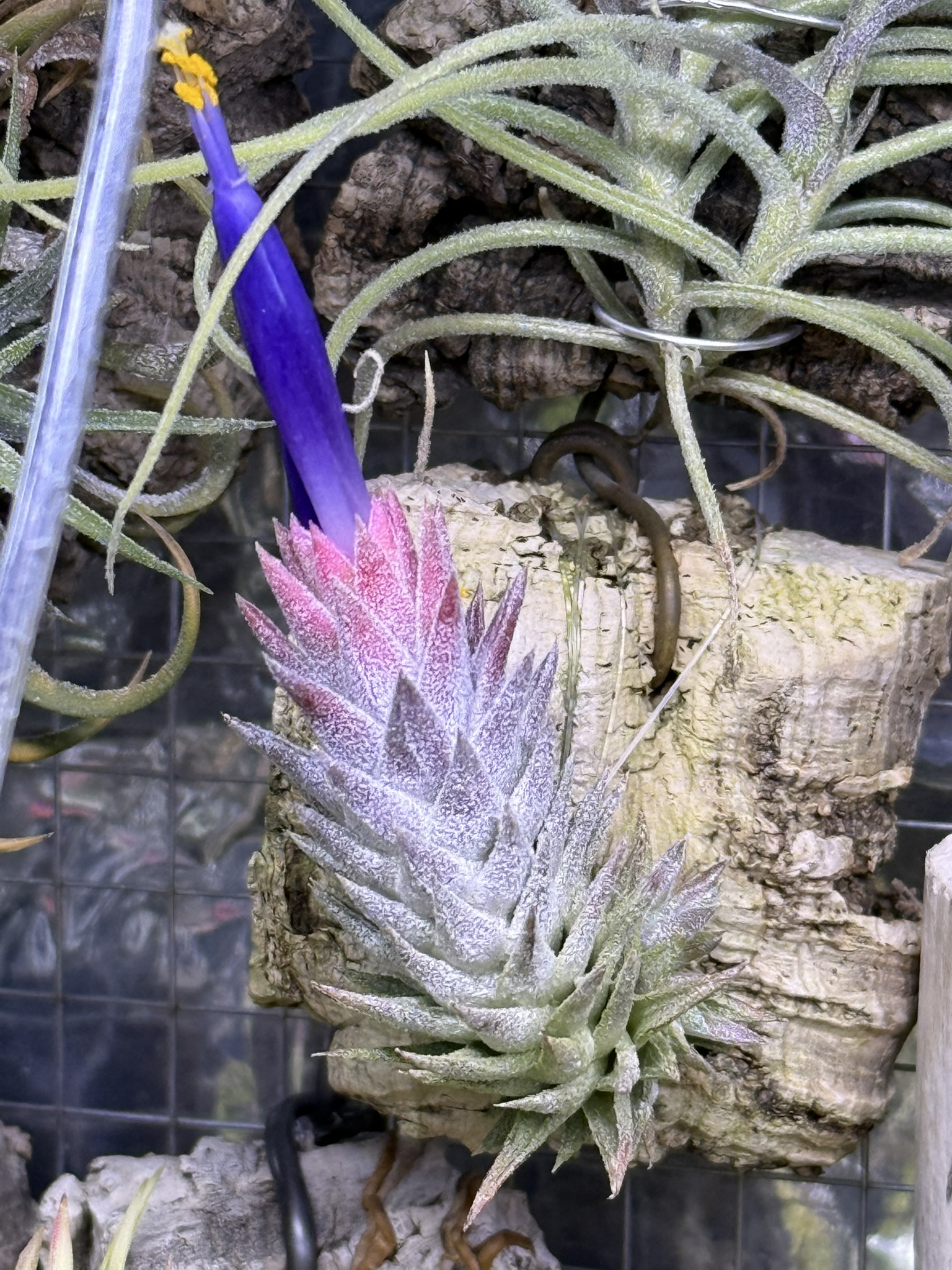 T. van-hyningii minor