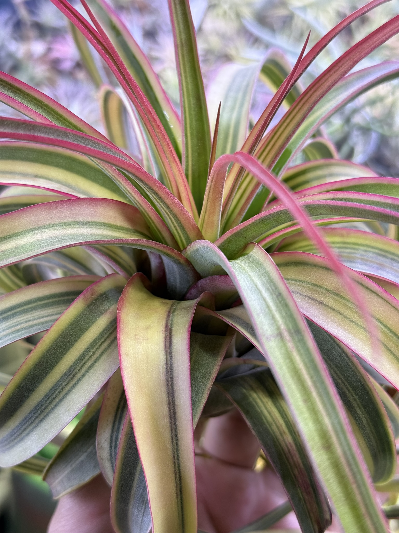 T. Eric Knobloch Variegated
