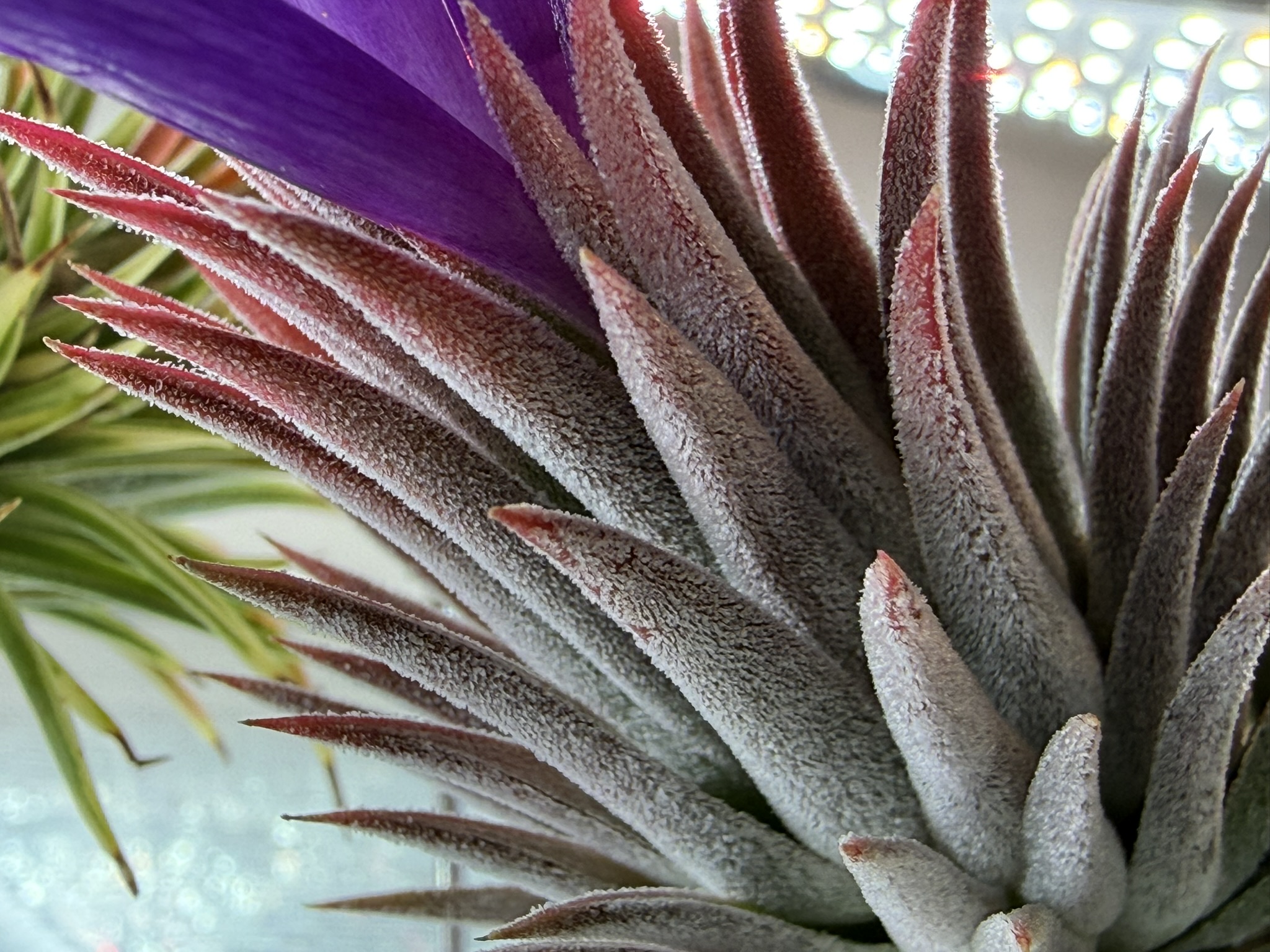 T. van-hyningii minor