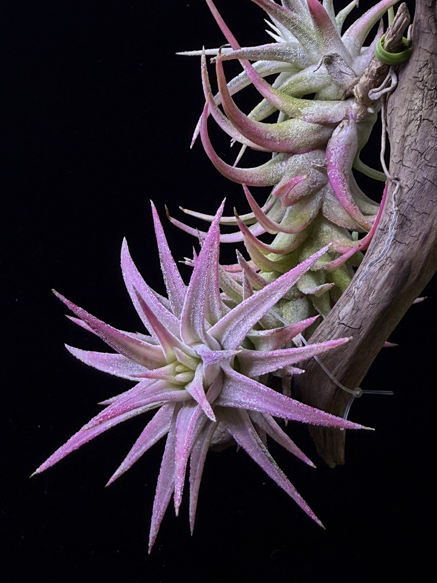 T. ionantha v.van-hyningii Variegated