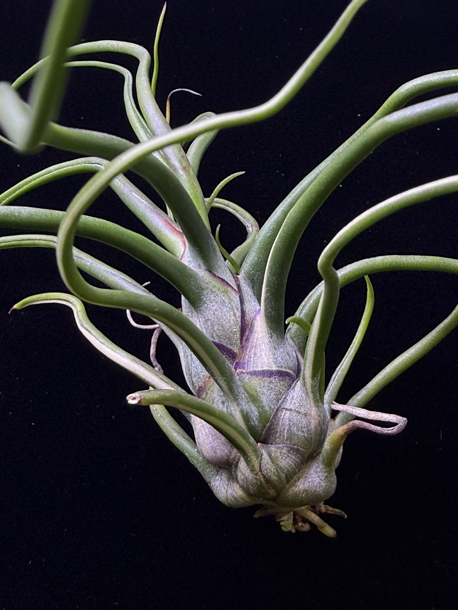 T. bulbosa Variegated