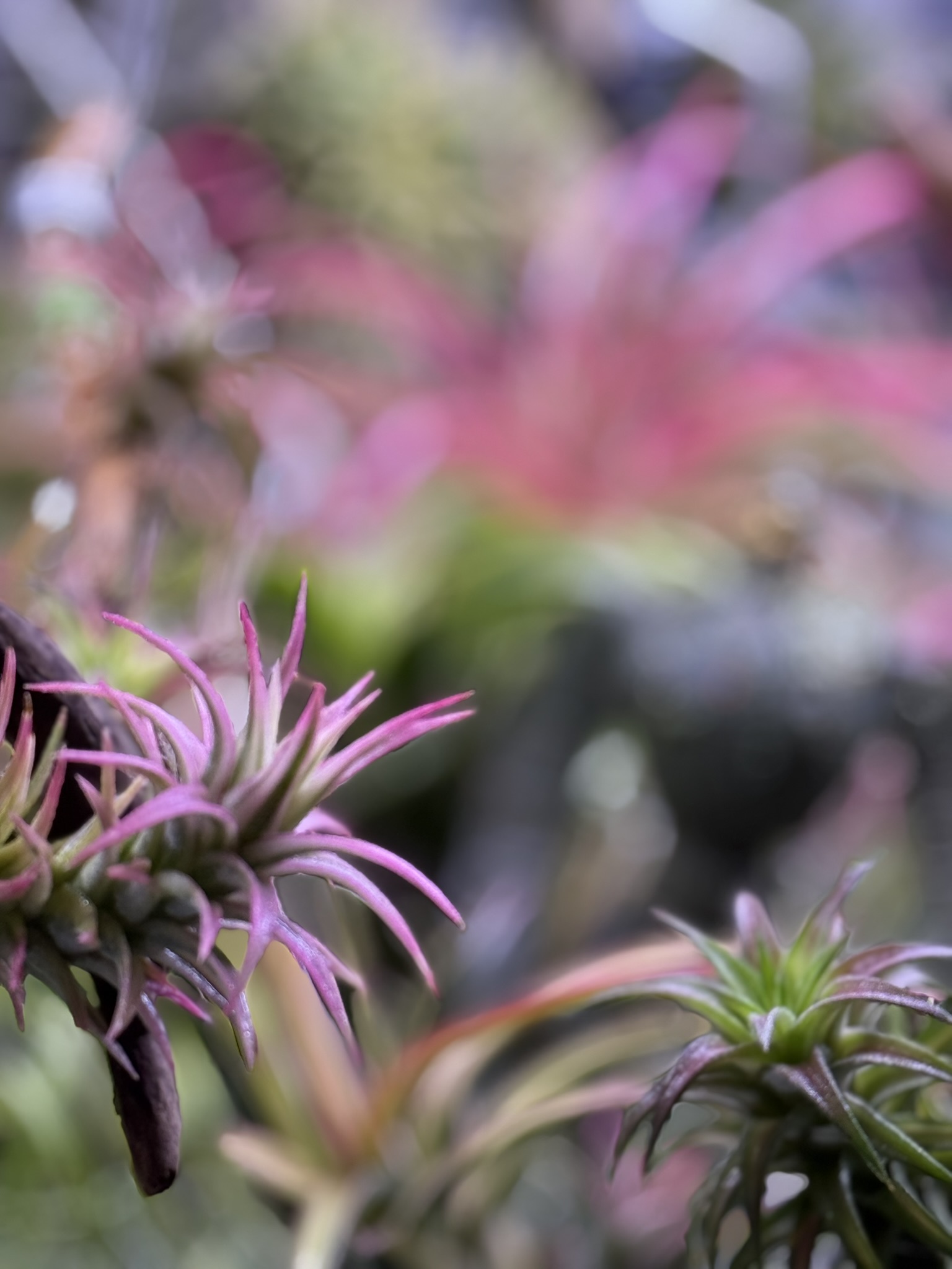 T. ionantha v.van-hyningii Variegated