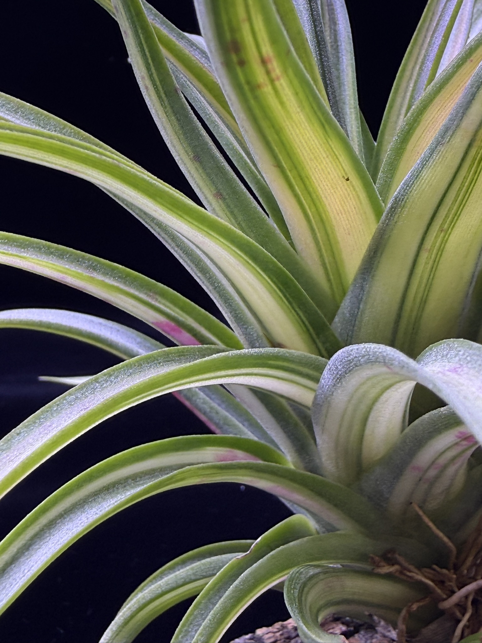 T. brachycaulos Variegated