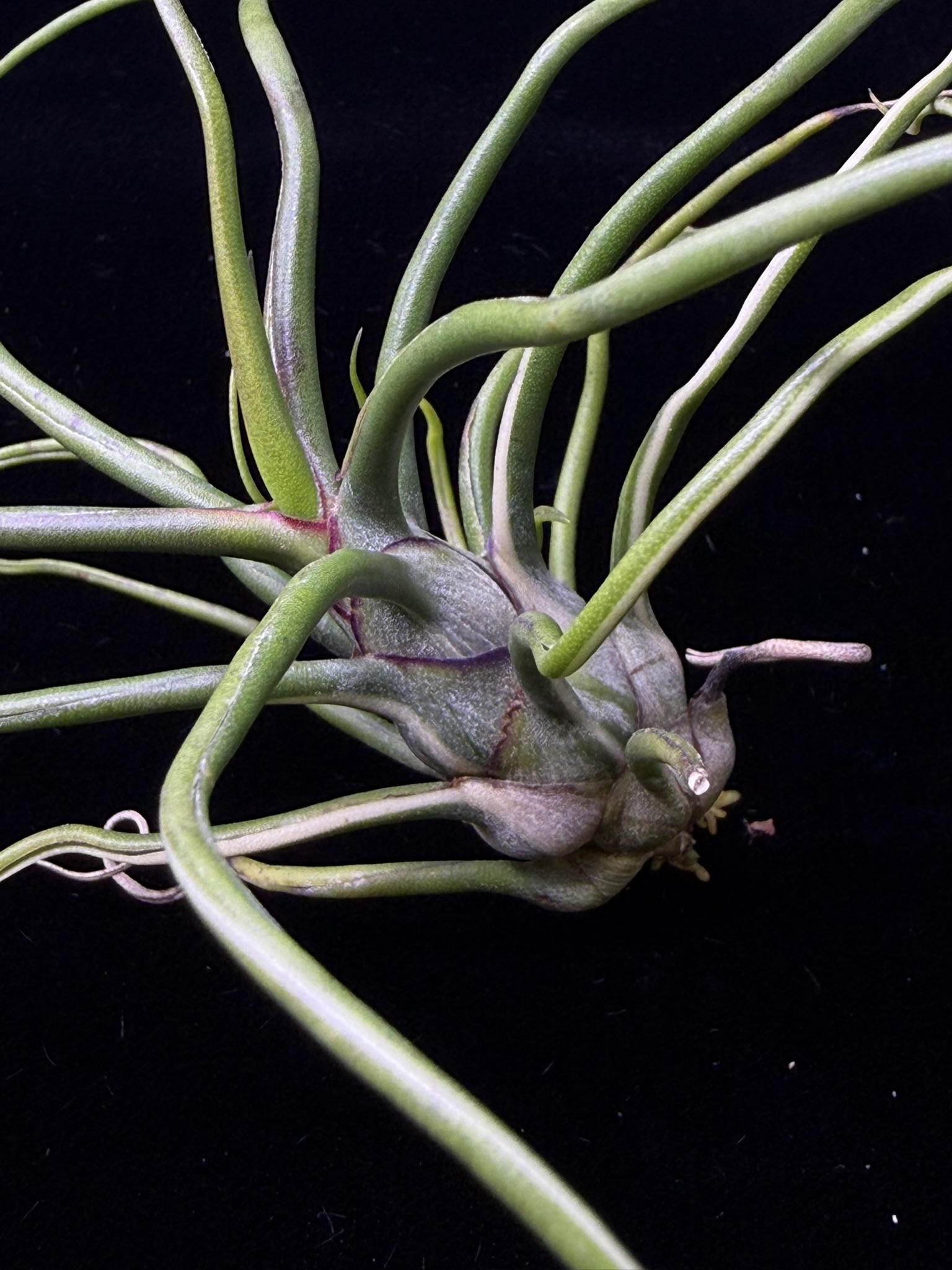 T. bulbosa Variegated
