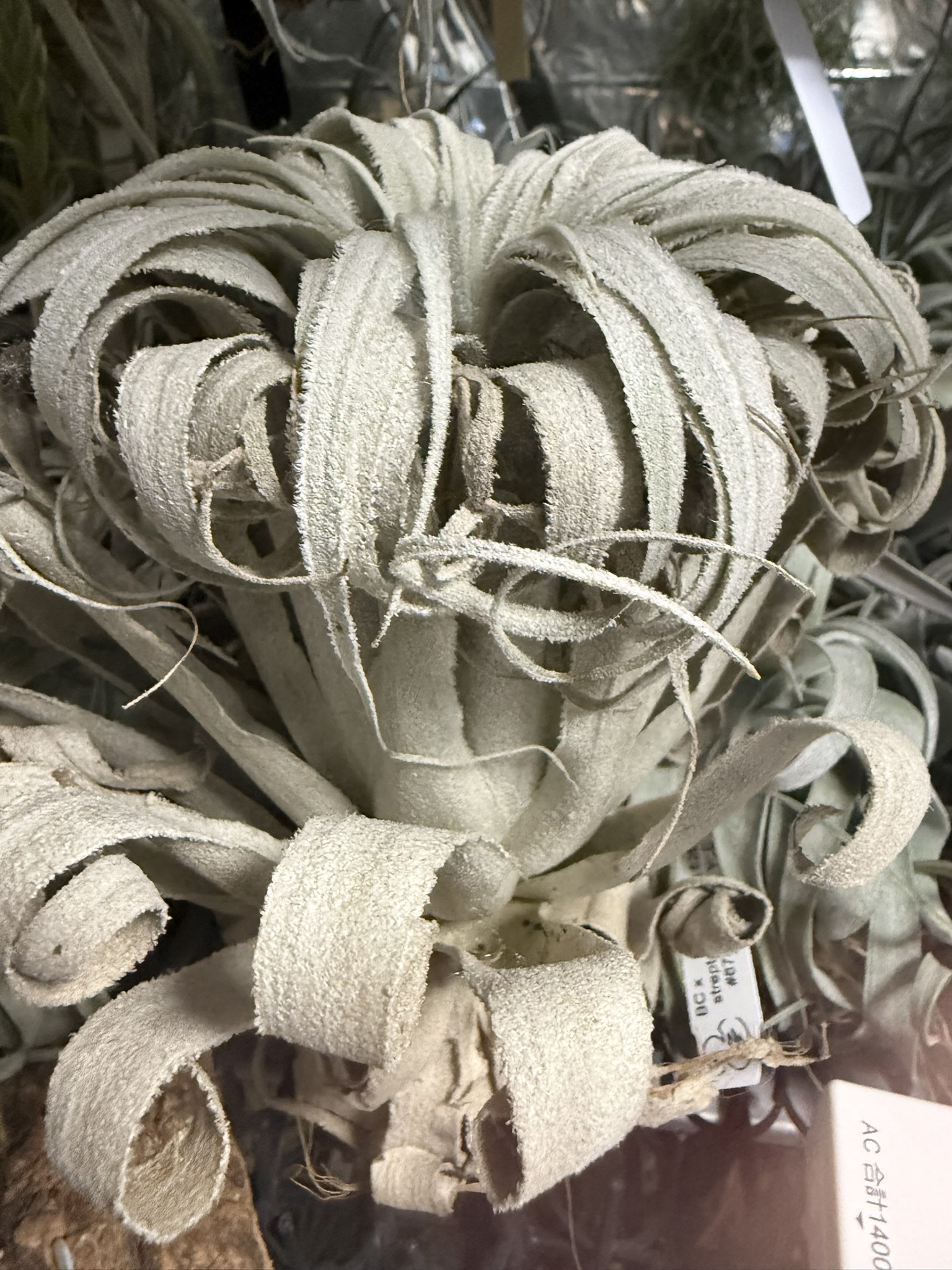 T. chapeuensis var. turriformis Wild