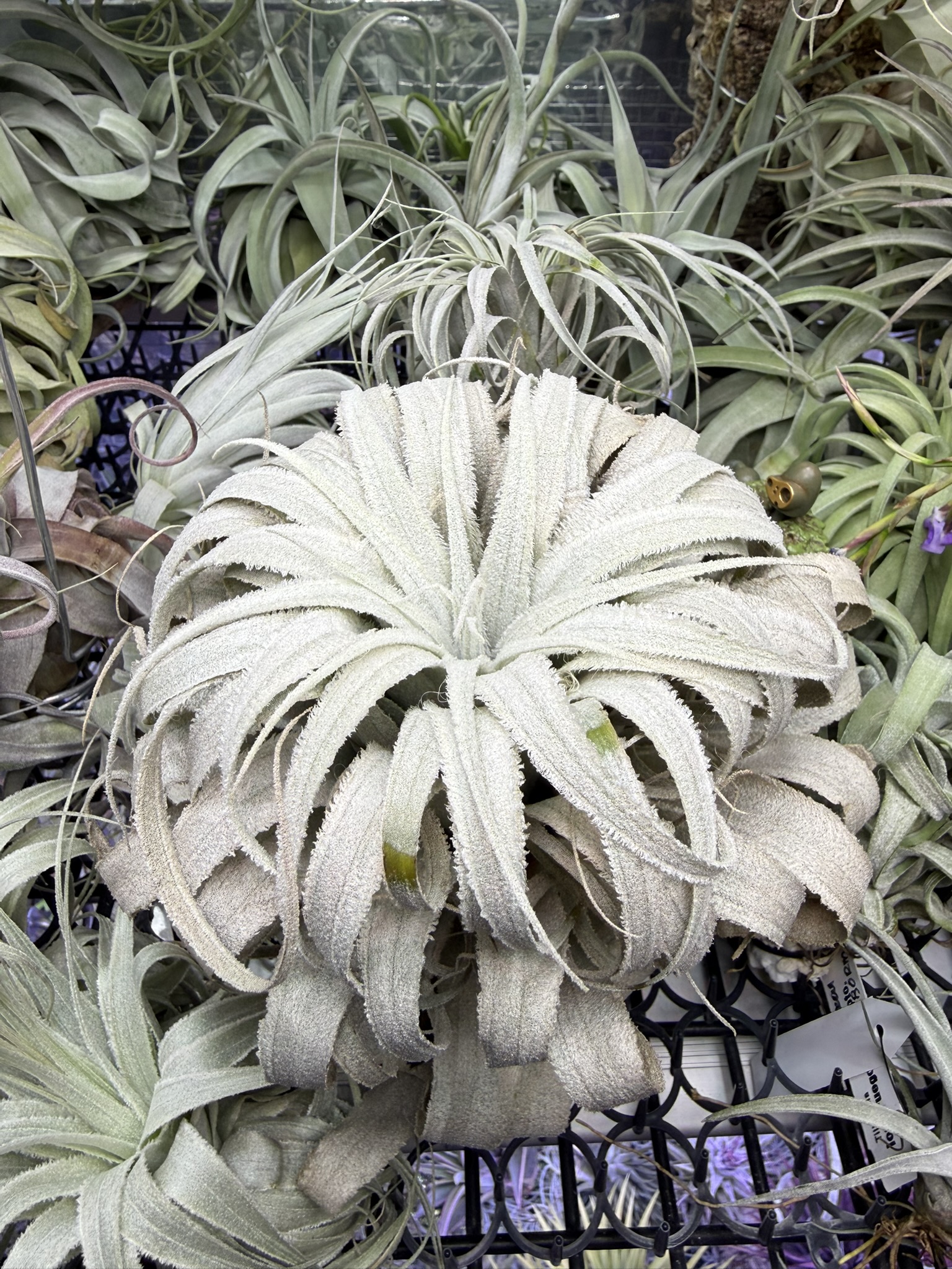 T. chapeuensis var. turriformis Wild