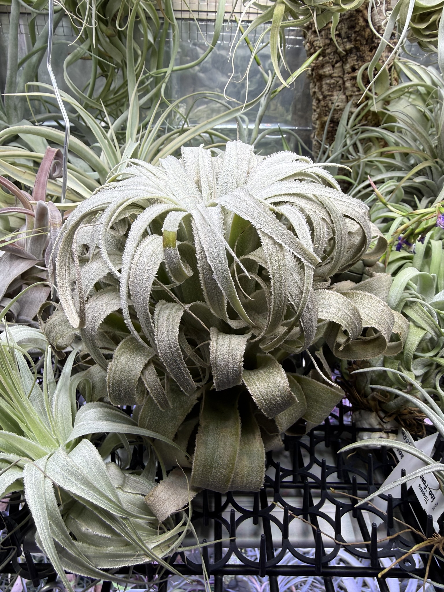 T. chapeuensis var. turriformis Wild