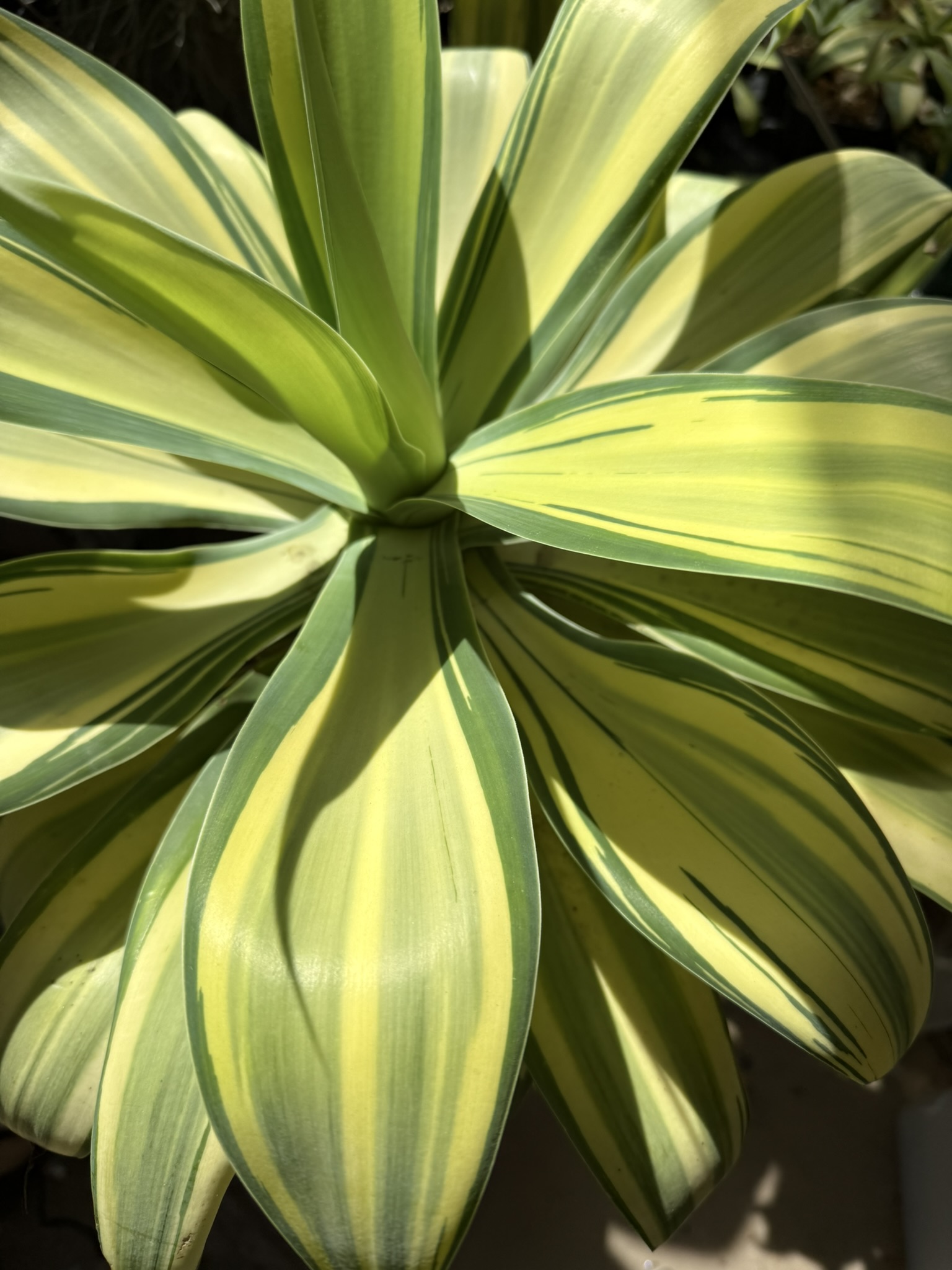 Agave attenuata Variegated