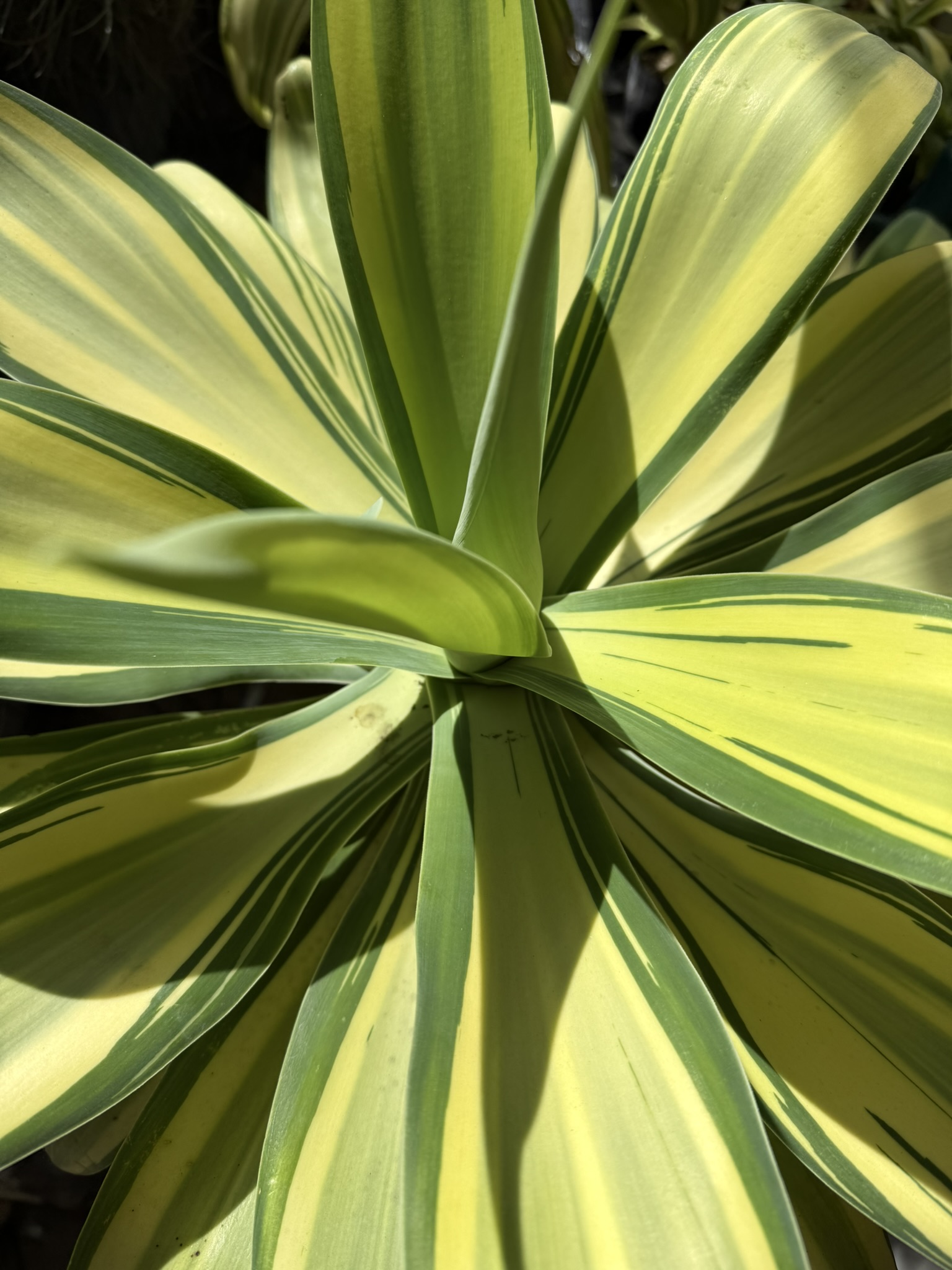 Agave attenuata Variegated