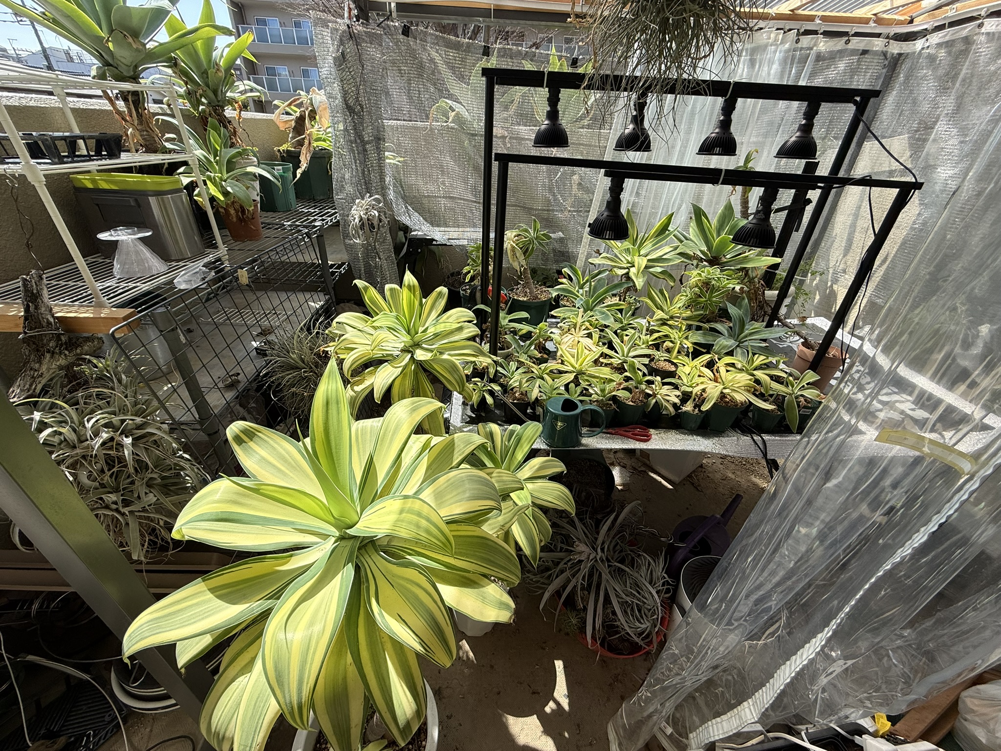 Agave attenuata Variegated