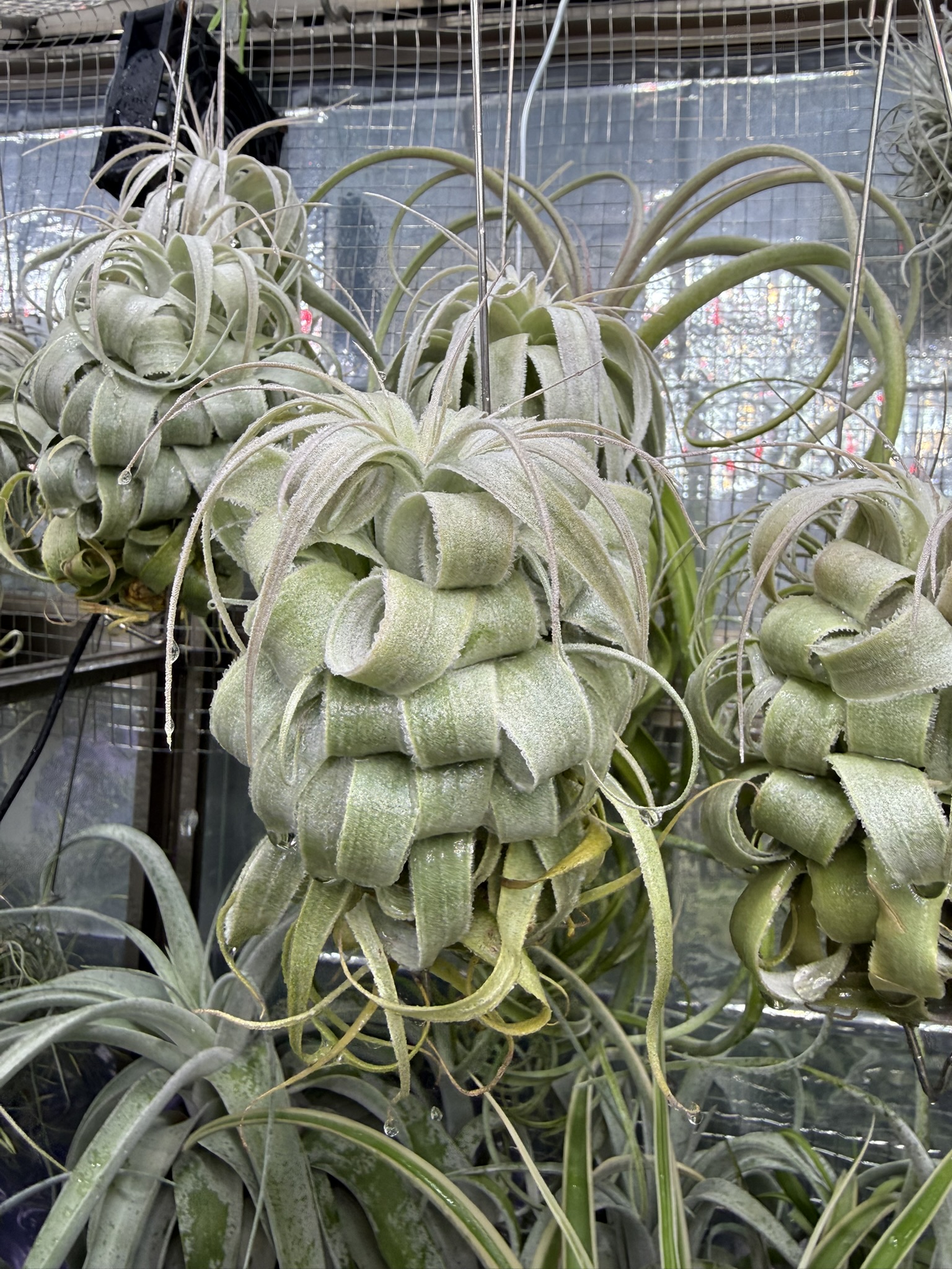 T. chapeuensis var. turriformis