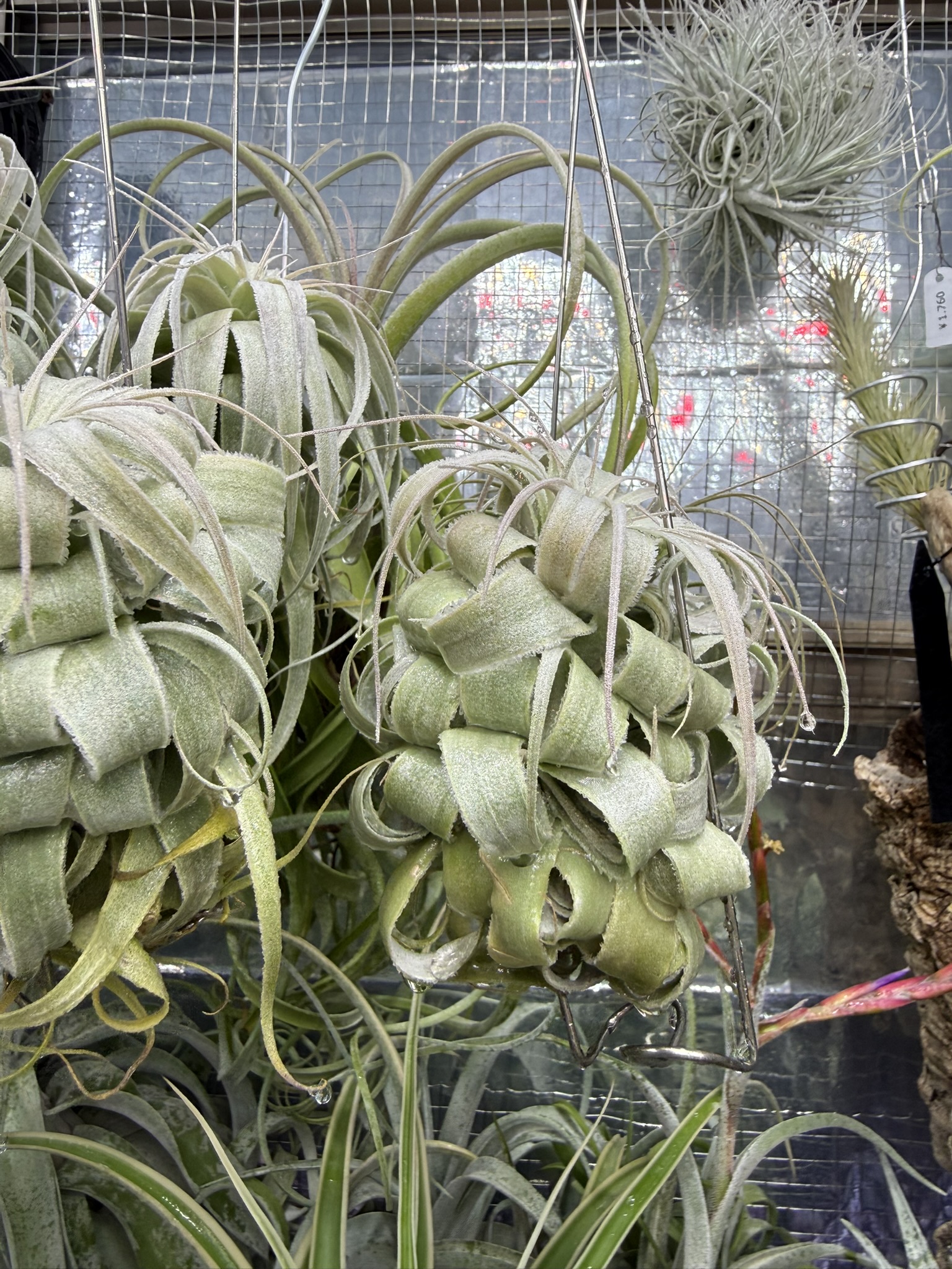 T. chapeuensis var. turriformis