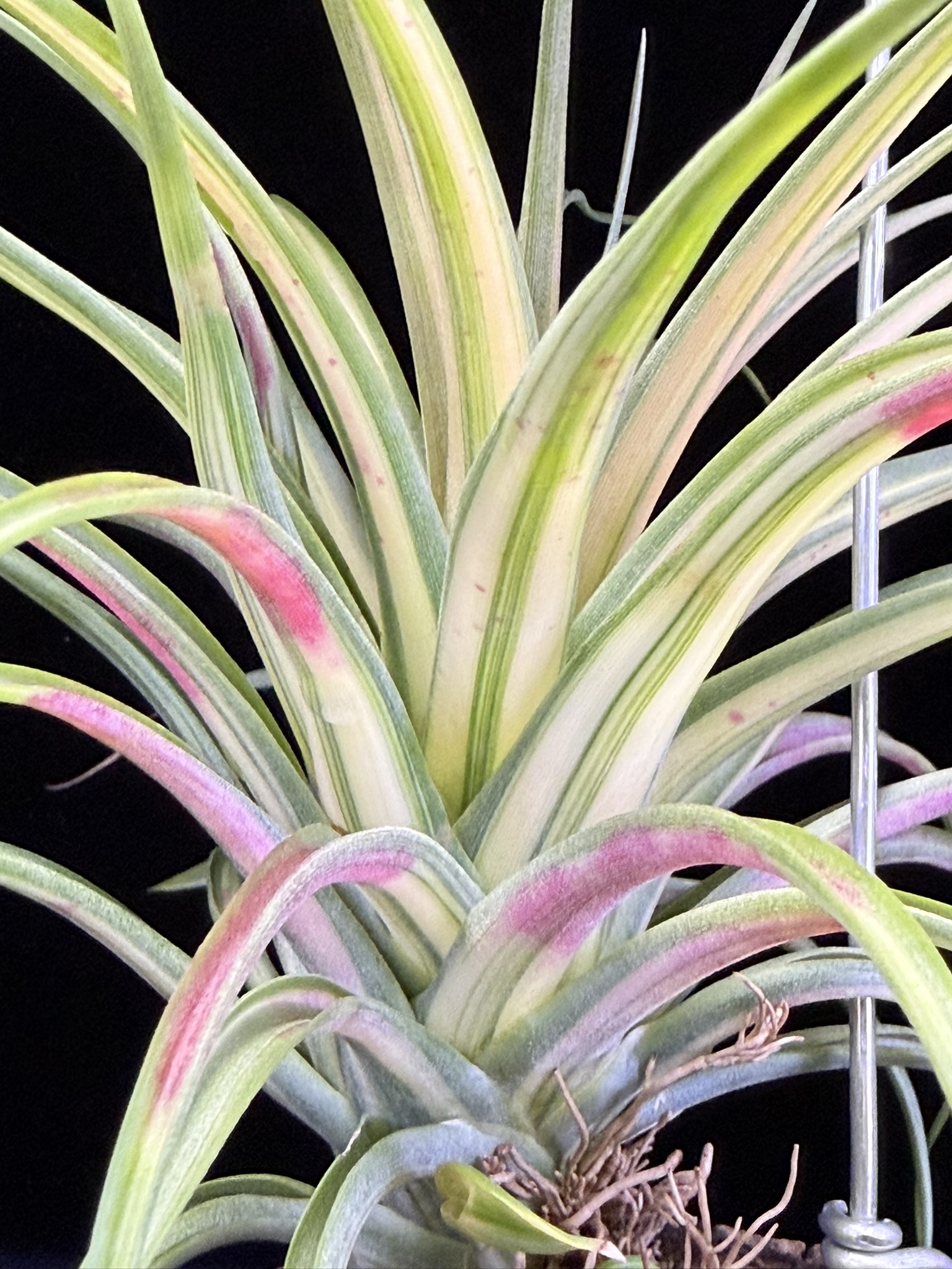 T. brachycaulos Variegated