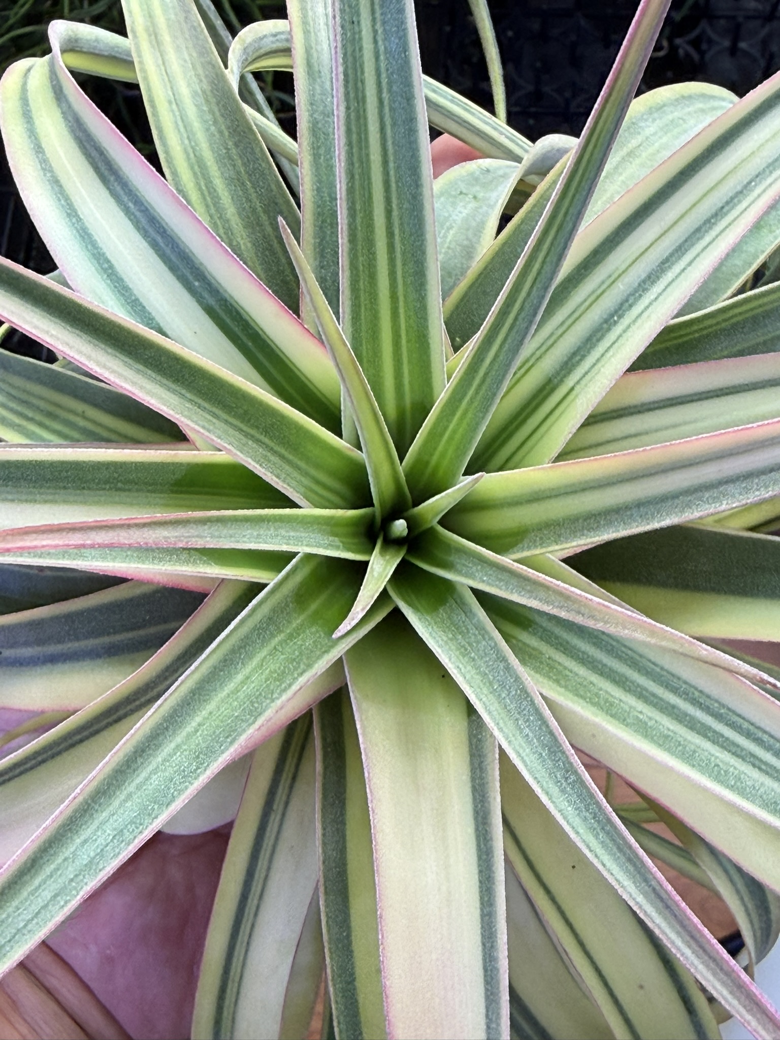 T. Eric Knobloch Variegated