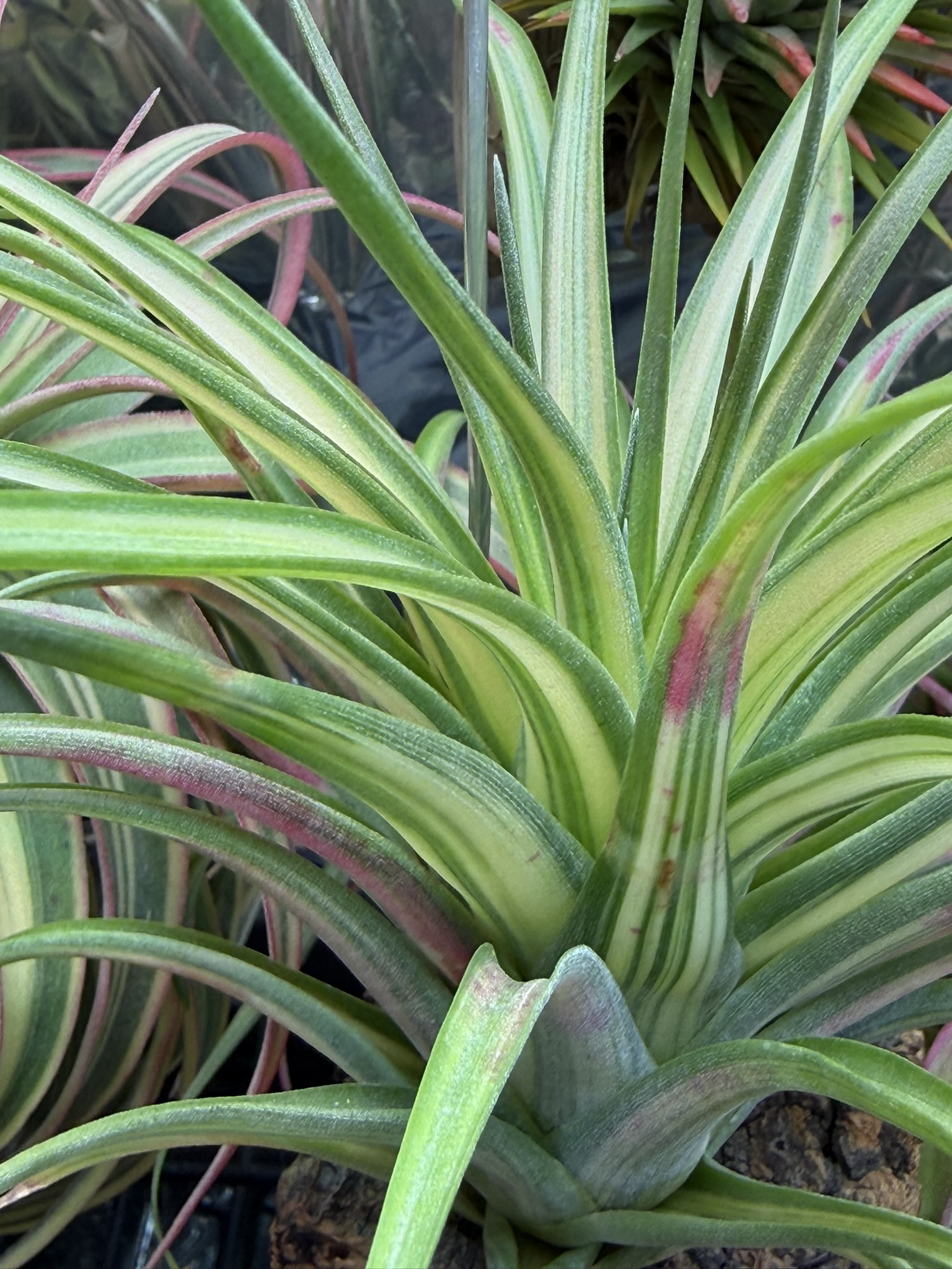 T. brachycaulos Variegated