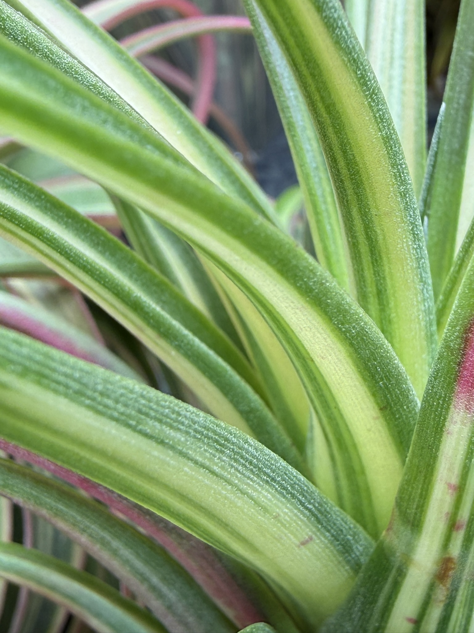 T's TROPICALS Collection