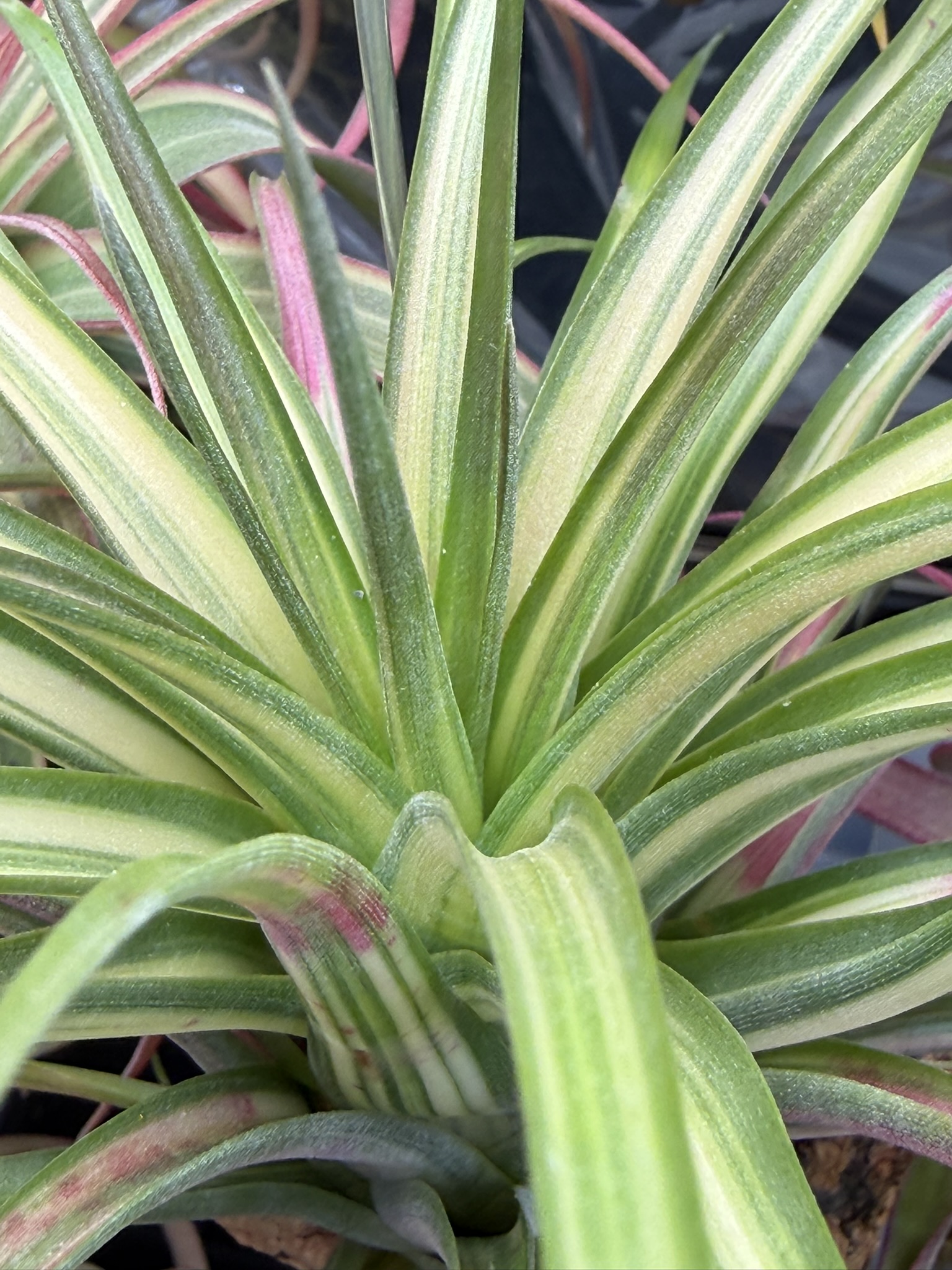 T. brachycaulos Variegated